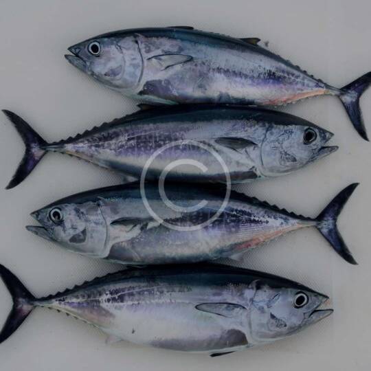 Pelagic fishes