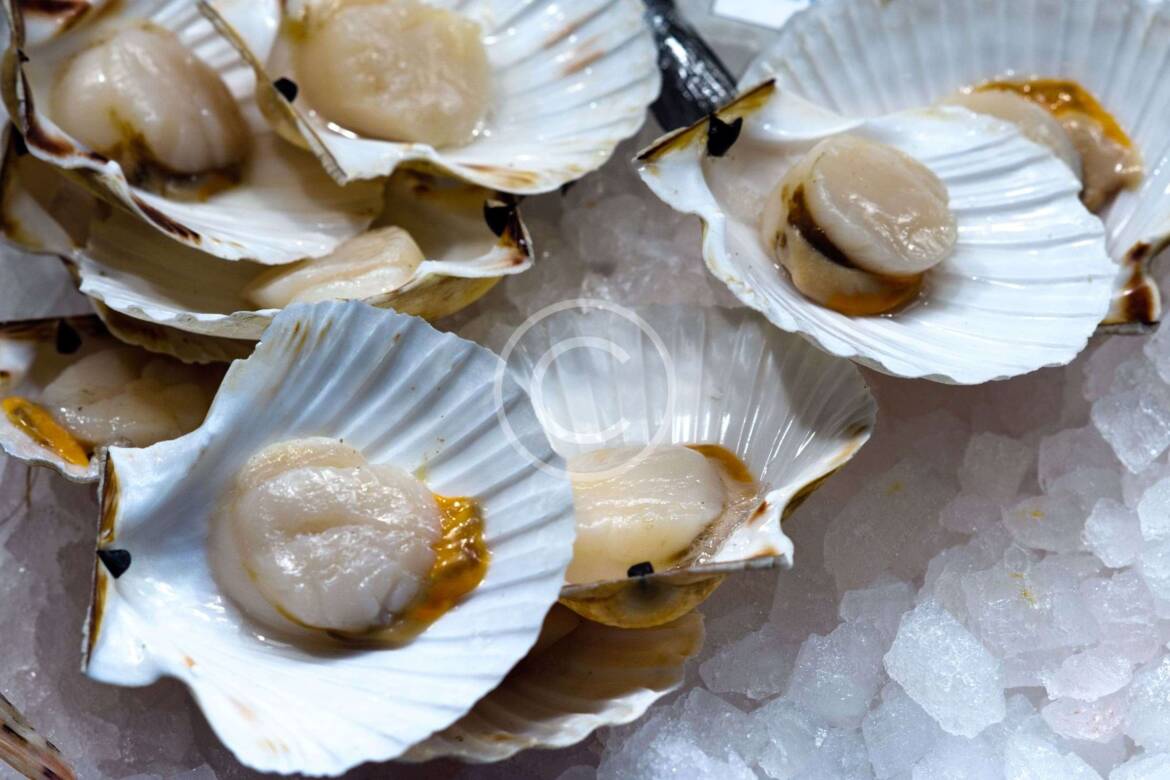 Raw Oysters on Half Shell