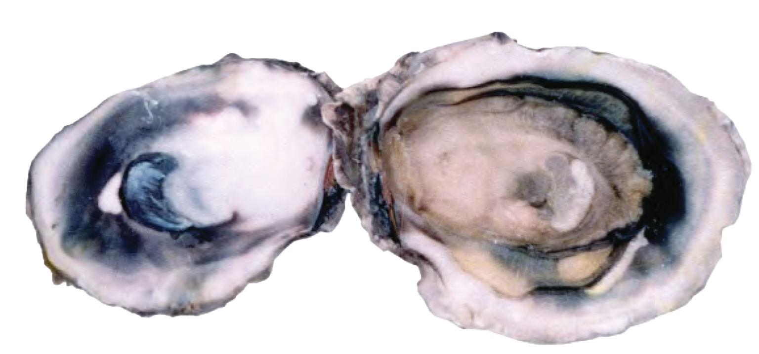 Indian Backwater Oyster Zoom Overseas Trading Co